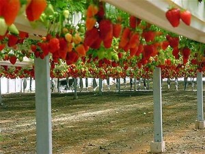 Как выращивают клубнику в Израиле